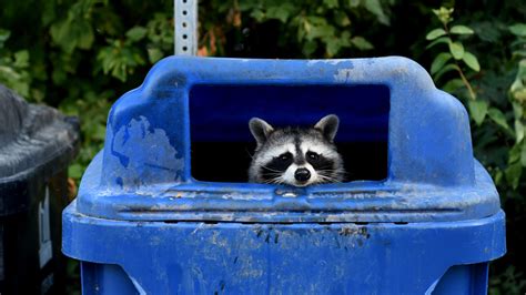 How Toronto lost its war with raccoons. Badly.